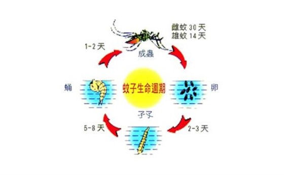 蚊子危害多,我们应该如何防治蚊子?