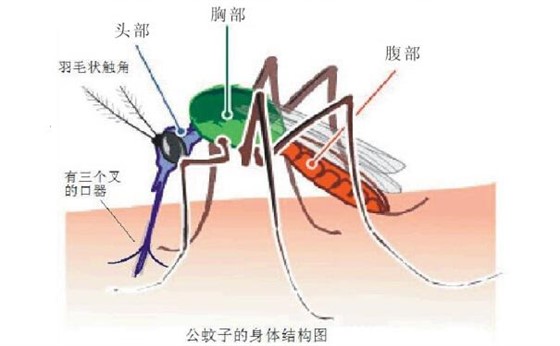 蚊子危害多,我们应该如何防治蚊子?