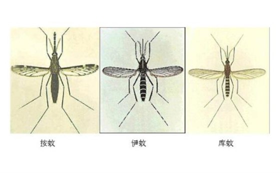 蚊子危害多,我们应该如何防治蚊子?