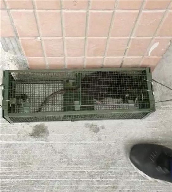 捕鼠笼厂家告诉你老鼠为什么喜欢沿着墙脚行走