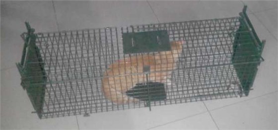 景隆诱捕笼人道捕猫笼