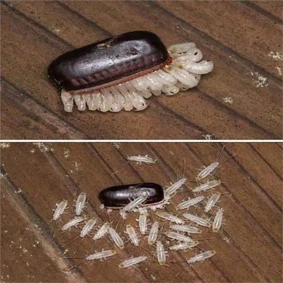 蟑螂