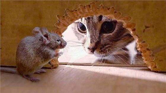 景隆捕鼠器厂家介绍为什么老鼠会进入室内