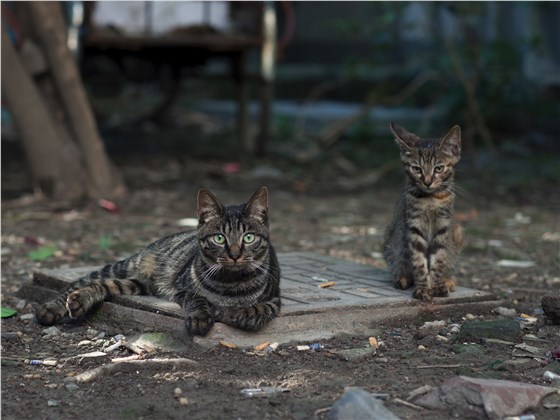 用景隆诱捕笼避免野猫肆虐