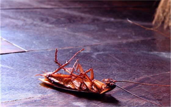 灭蟑螂胶饵的使用技术规范