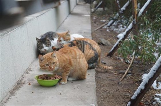 流浪猫救助用这个诱捕笼