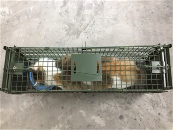 景隆捕猫笼厂家