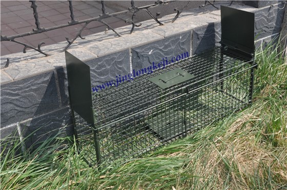 用捕猫笼抓野猫 这个方法很常见