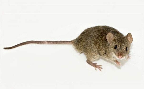 河北老鼠笼厂家-关于老鼠的新物反应