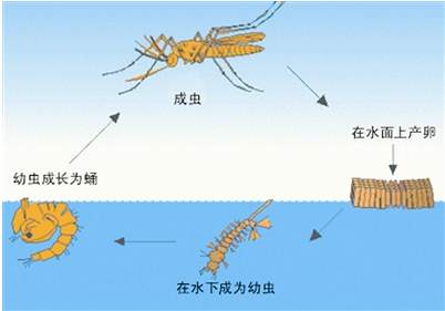 蚊虫成长