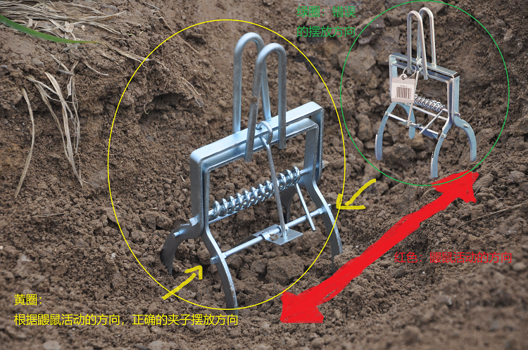景隆鼹鼠捕捉器摆放