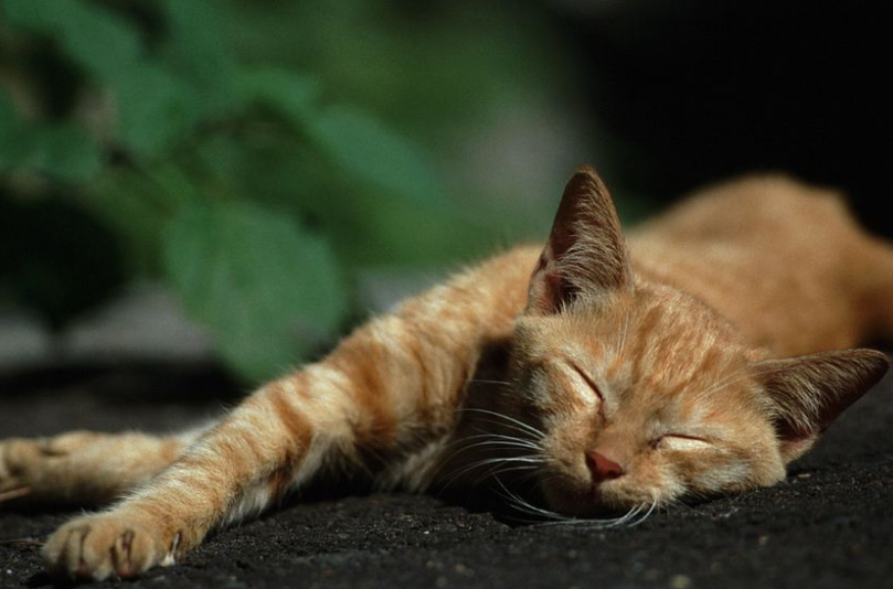 怎么用捕野猫笼帮助无家可归的猫咪