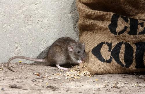 圆形老鼠夹厂家教你怎样捕捉狡猾的老鼠