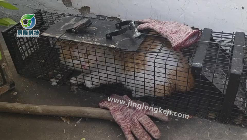 为什么你的捕猫笼没有捕到猫